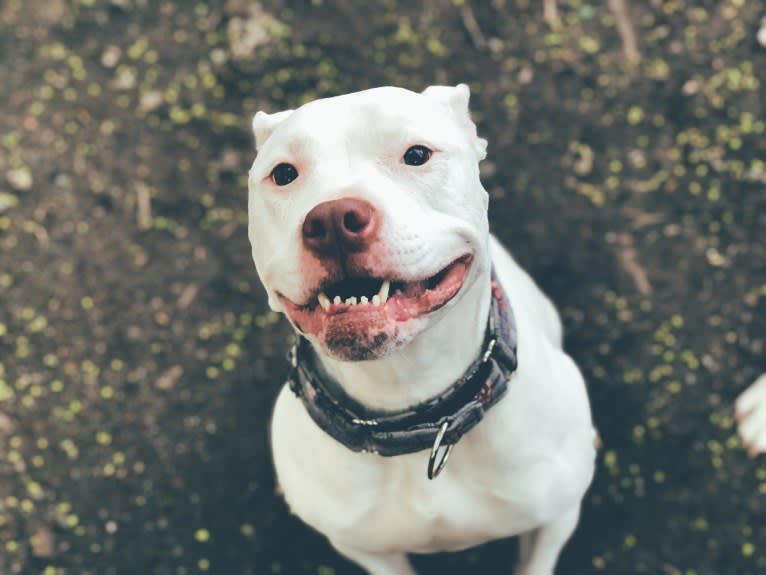 Nina, an American Bulldog and American Pit Bull Terrier mix tested with EmbarkVet.com