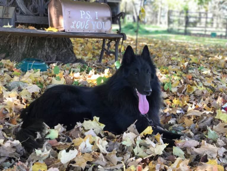 Lincoin, a Belgian Shepherd tested with EmbarkVet.com