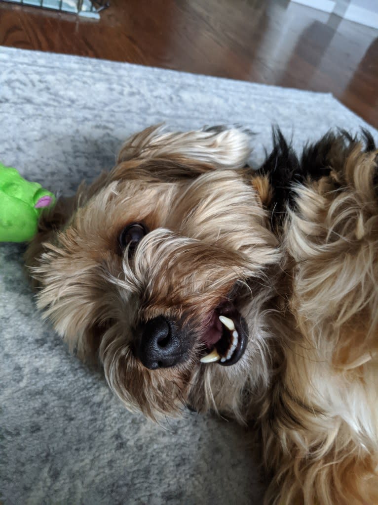 Frankiee, a Yorkshire Terrier tested with EmbarkVet.com