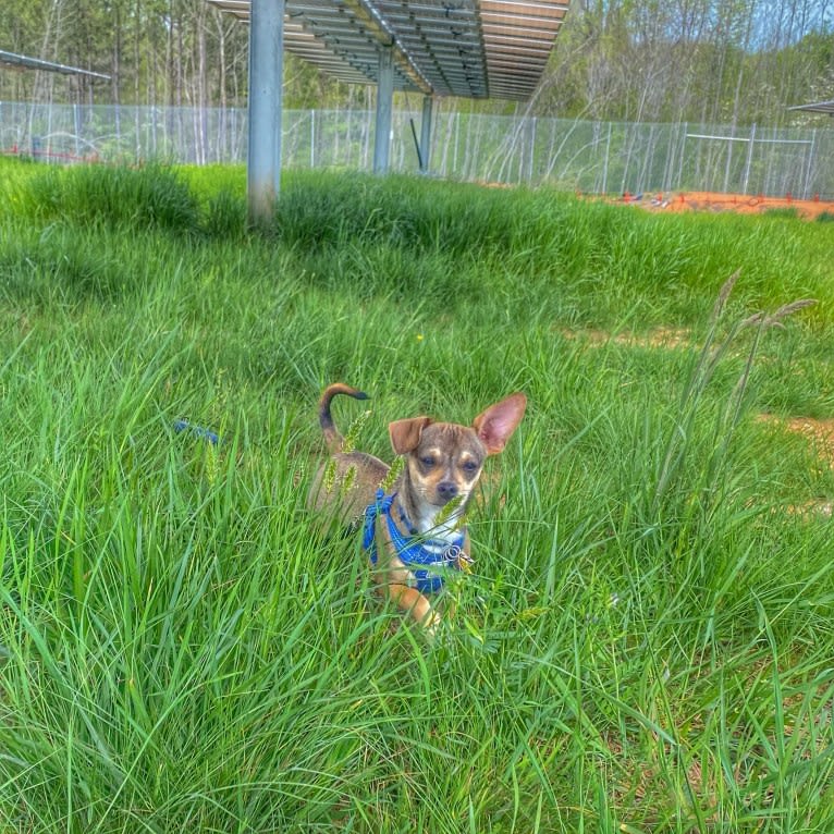 Milo, a Chihuahua and Rat Terrier mix tested with EmbarkVet.com