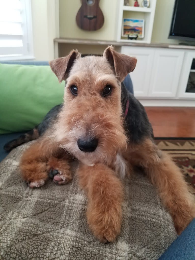 Copper Penny, a Welsh Terrier tested with EmbarkVet.com