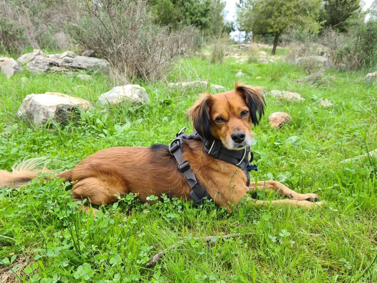 Juno, an Eastern European Village Dog and Miniature Pinscher mix tested with EmbarkVet.com