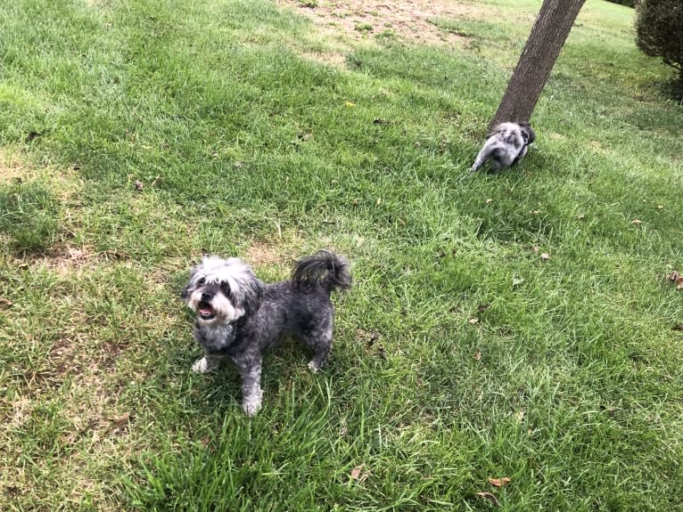 Dolly, a Bichon Frise and Poodle (Small) mix tested with EmbarkVet.com