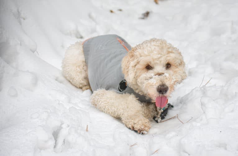 Laika, a Poodle (Standard) and Labrador Retriever mix tested with EmbarkVet.com