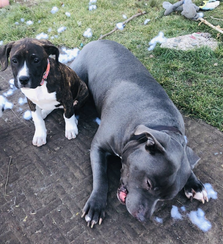 Fiona, an American Bully and American Pit Bull Terrier mix tested with EmbarkVet.com