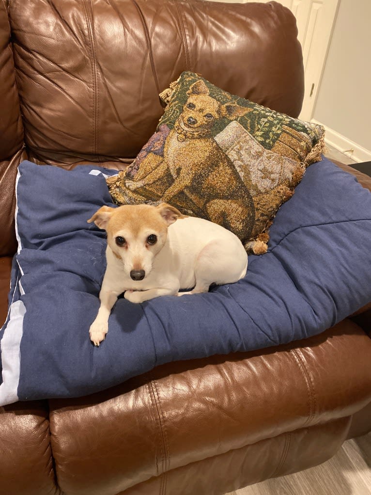 Midas, a Toy Fox Terrier tested with EmbarkVet.com