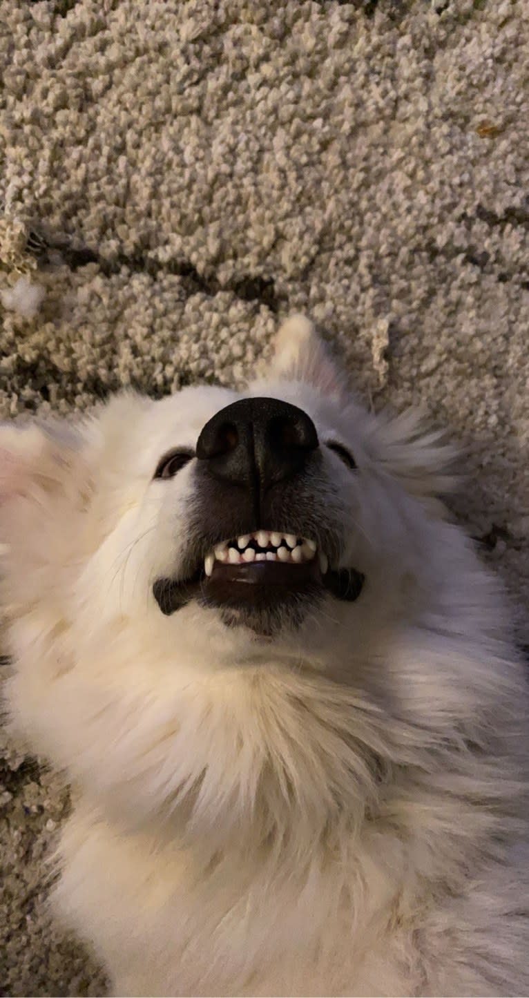 Tundra, a Great Pyrenees tested with EmbarkVet.com