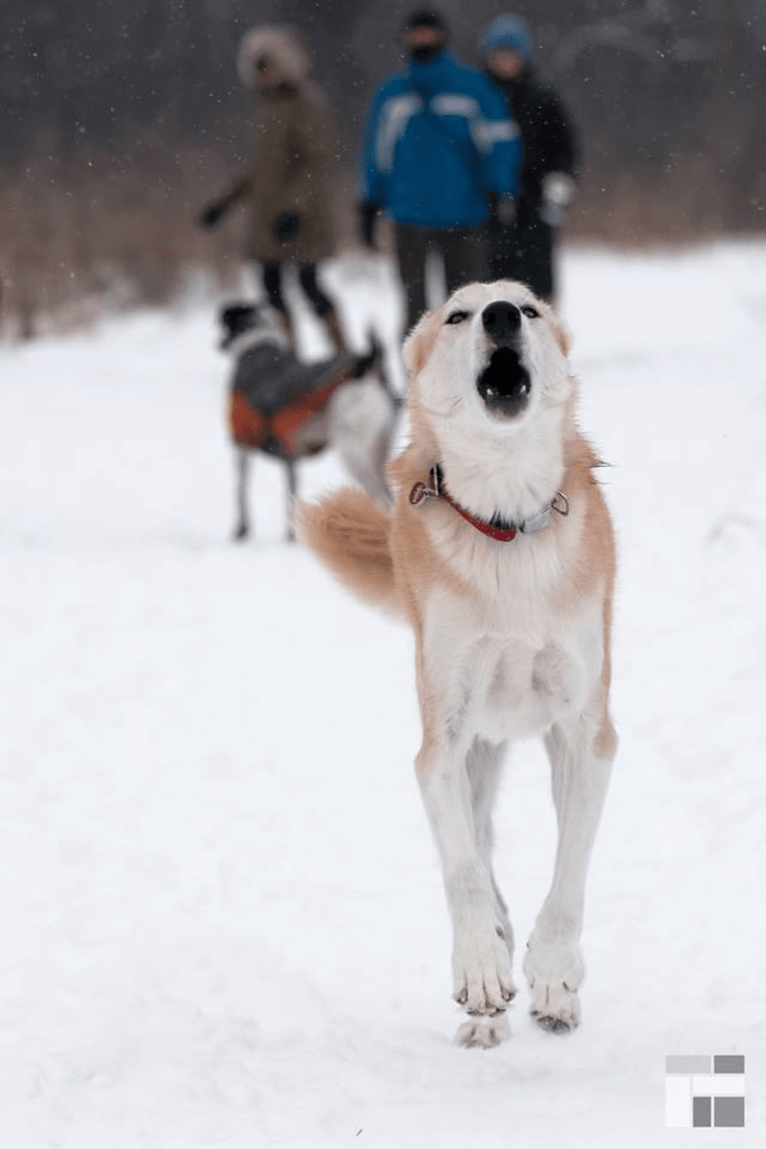 Roco, an Alaskan-type Husky tested with EmbarkVet.com