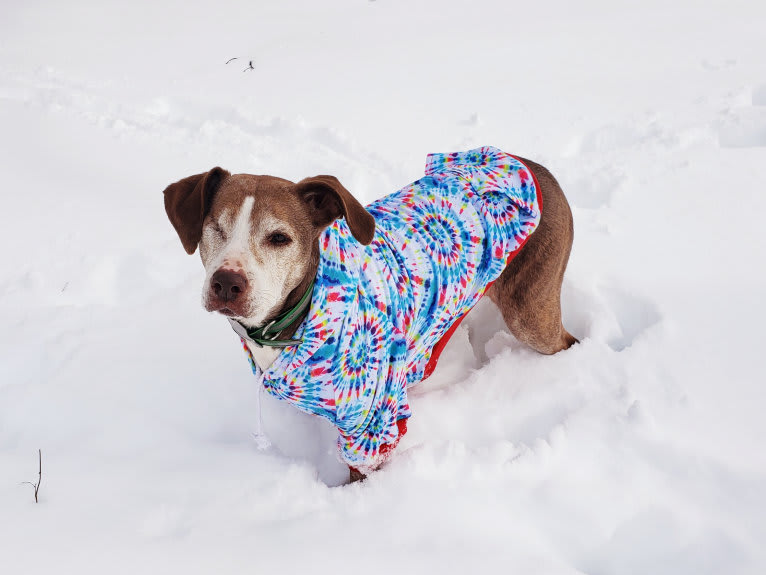 Josie, an American Pit Bull Terrier and English Springer Spaniel mix tested with EmbarkVet.com