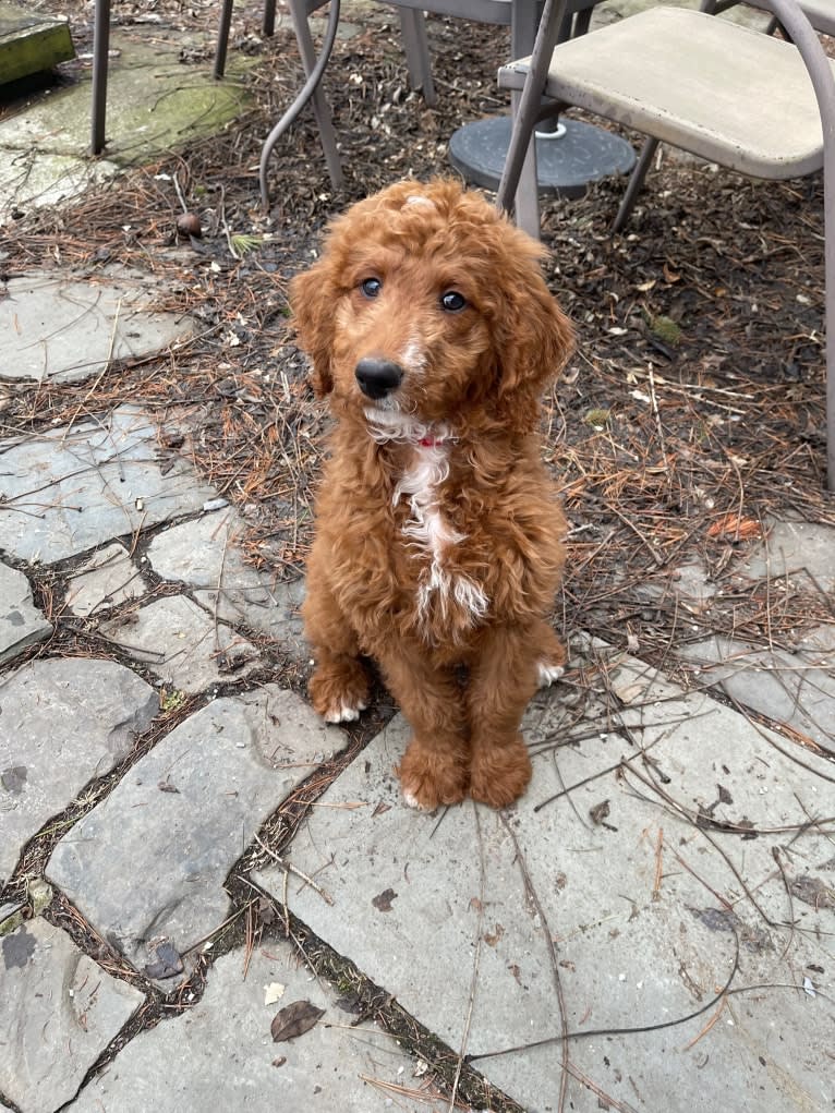 Figgy, a Goldendoodle tested with EmbarkVet.com