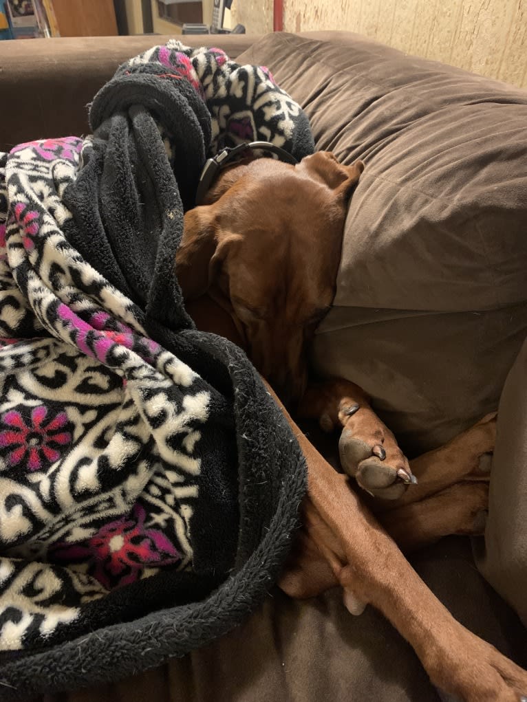 Red, a Redbone Coonhound tested with EmbarkVet.com