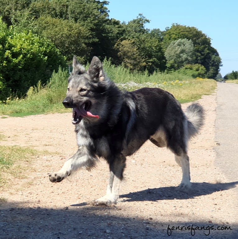 OZAI, a German Shepherd Dog tested with EmbarkVet.com