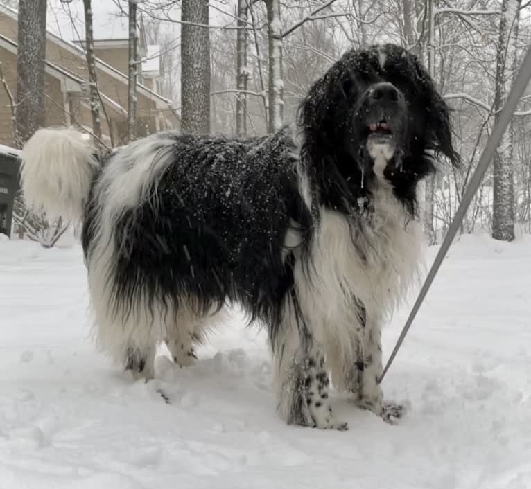 Huey, a Newfoundland tested with EmbarkVet.com