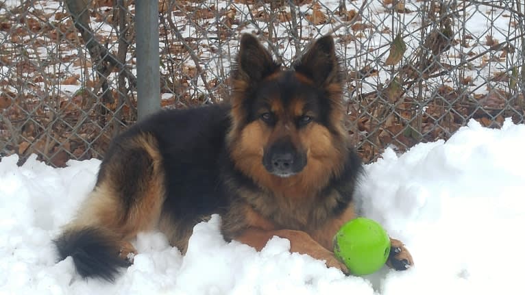 Arrizanna Nesarri Gala, a Bohemian Shepherd tested with EmbarkVet.com