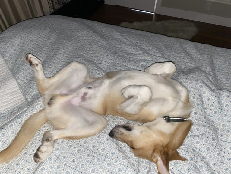 Kayce, a Siberian Husky and Alaskan-type Husky mix tested with EmbarkVet.com