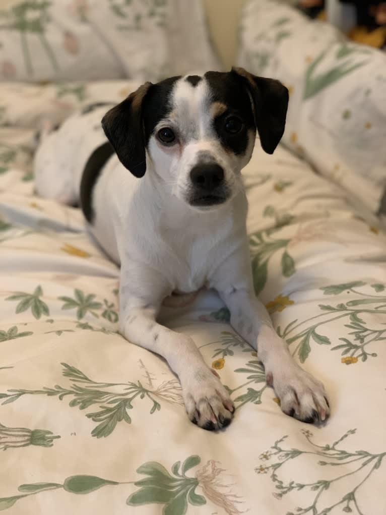 Santino, a German Shorthaired Pointer and Rat Terrier mix tested with EmbarkVet.com