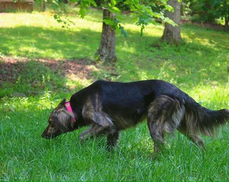 Mama dáy, a Plott and Border Collie mix tested with EmbarkVet.com