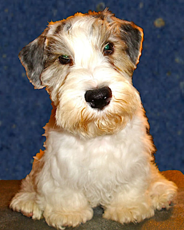 Dobby, a Sealyham Terrier tested with EmbarkVet.com