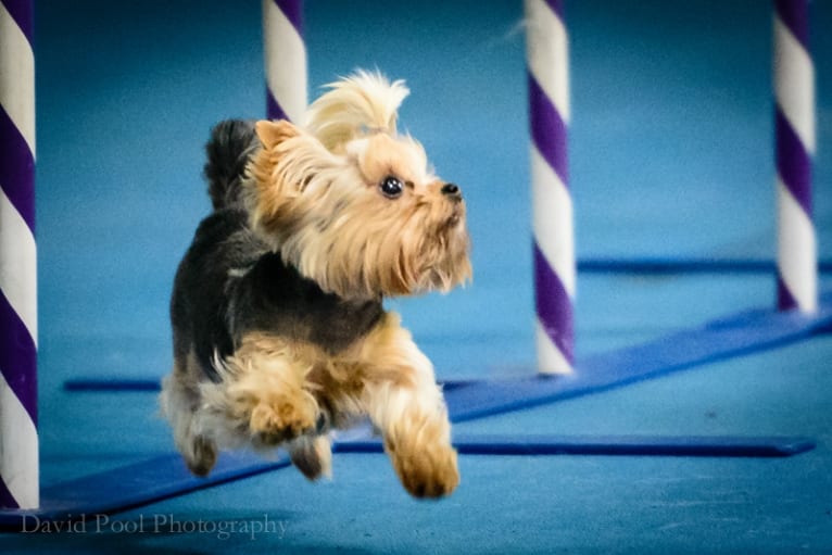 Bea, a Yorkshire Terrier tested with EmbarkVet.com