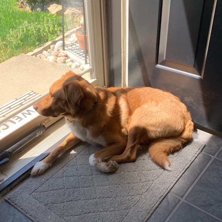 Jack, a Border Collie and Beagle mix tested with EmbarkVet.com