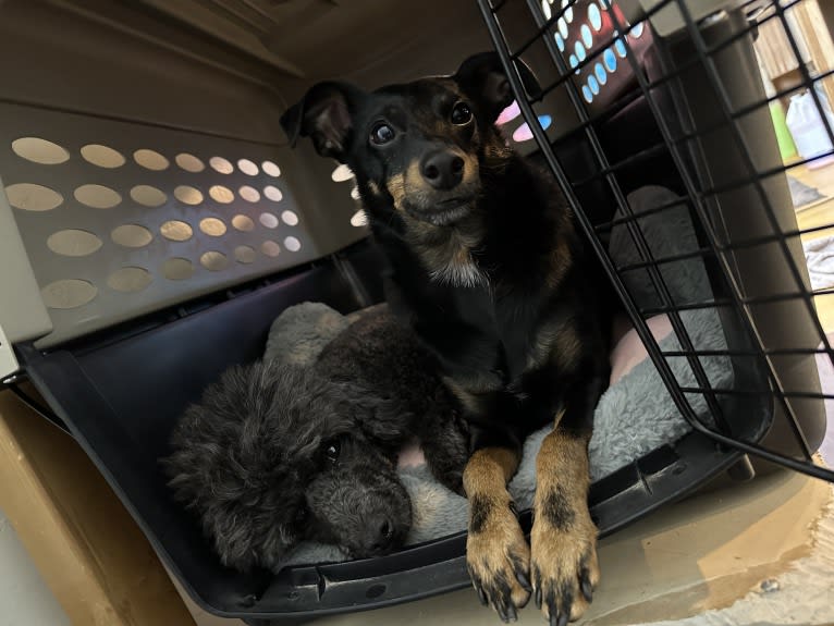 Elfie, a Shetland Sheepdog and Manchester Terrier (Toy) mix tested with EmbarkVet.com