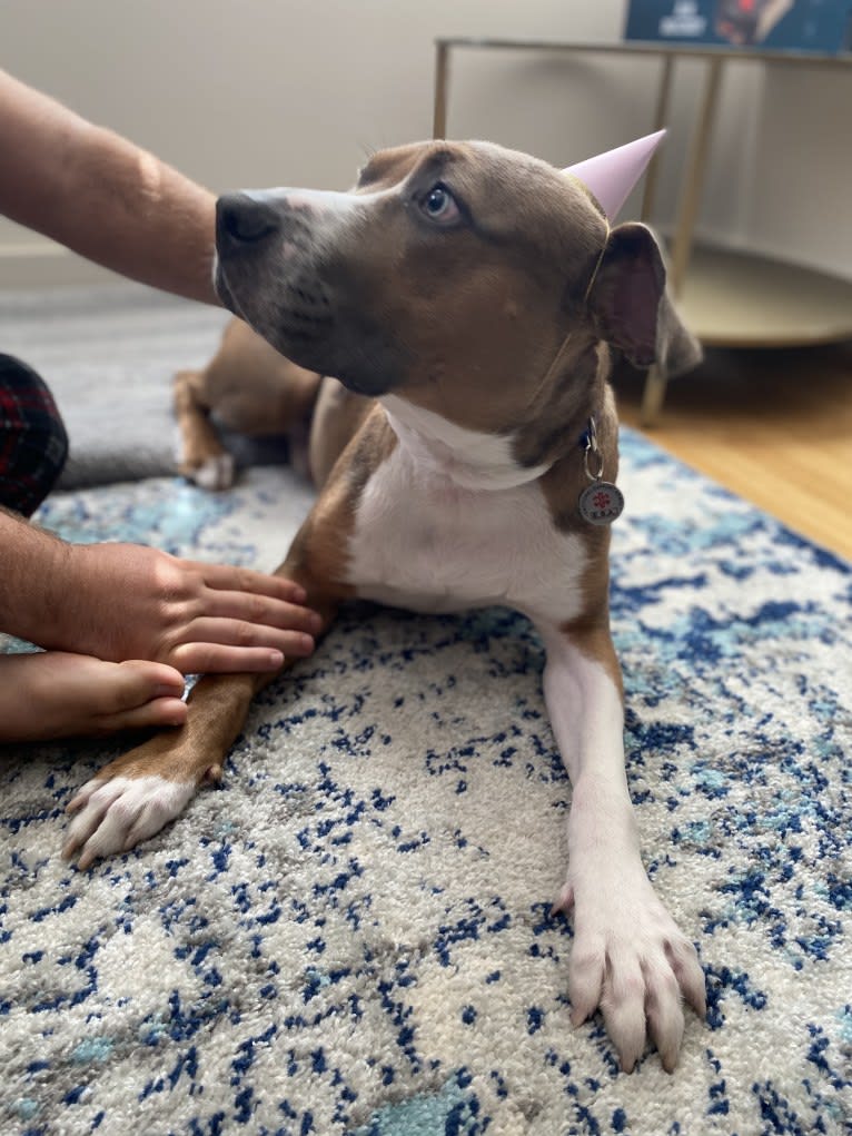 Morty, an American Pit Bull Terrier and American Staffordshire Terrier mix tested with EmbarkVet.com