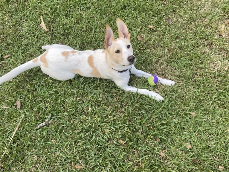 Sunny, a German Shepherd Dog and American Pit Bull Terrier mix tested with EmbarkVet.com