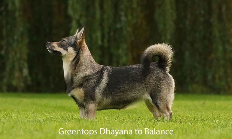 Dhaya, a Swedish Vallhund tested with EmbarkVet.com