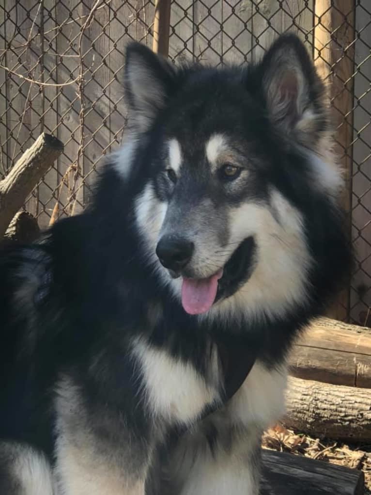 Appa, an Alaskan Malamute tested with EmbarkVet.com