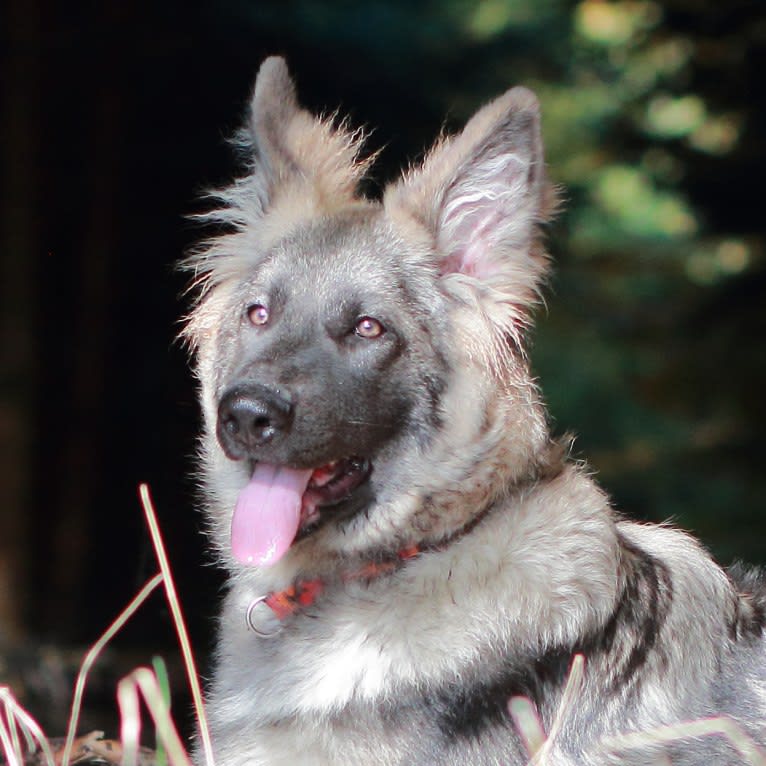 "Hidayah" Wild Ice Hidayah Fenris Fangs, a German Shepherd Dog tested with EmbarkVet.com