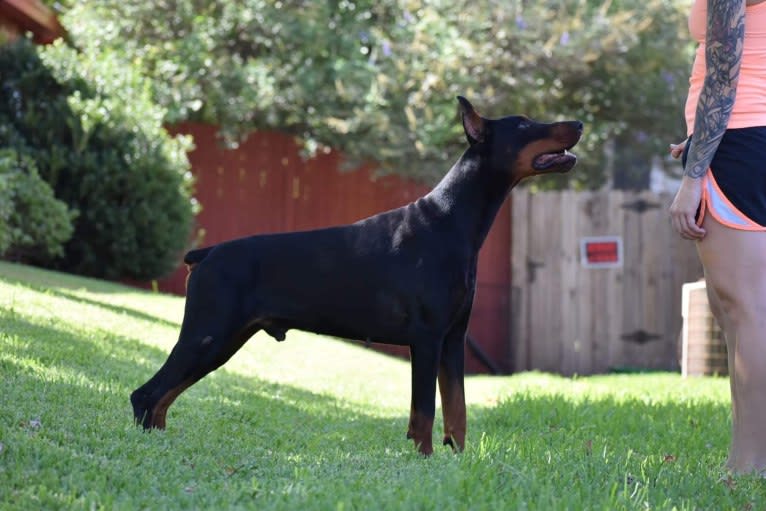 Thunder, a Doberman Pinscher tested with EmbarkVet.com