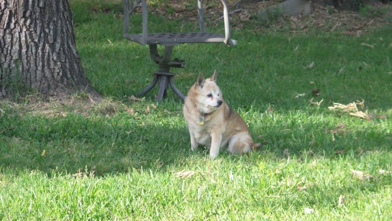 Lassie, a Pomeranian and Rat Terrier mix tested with EmbarkVet.com