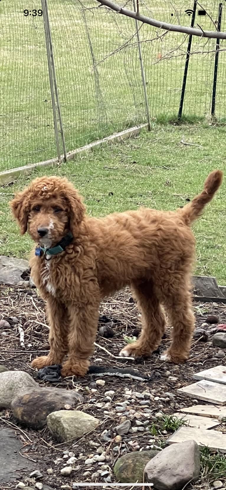 Figgy, a Goldendoodle tested with EmbarkVet.com