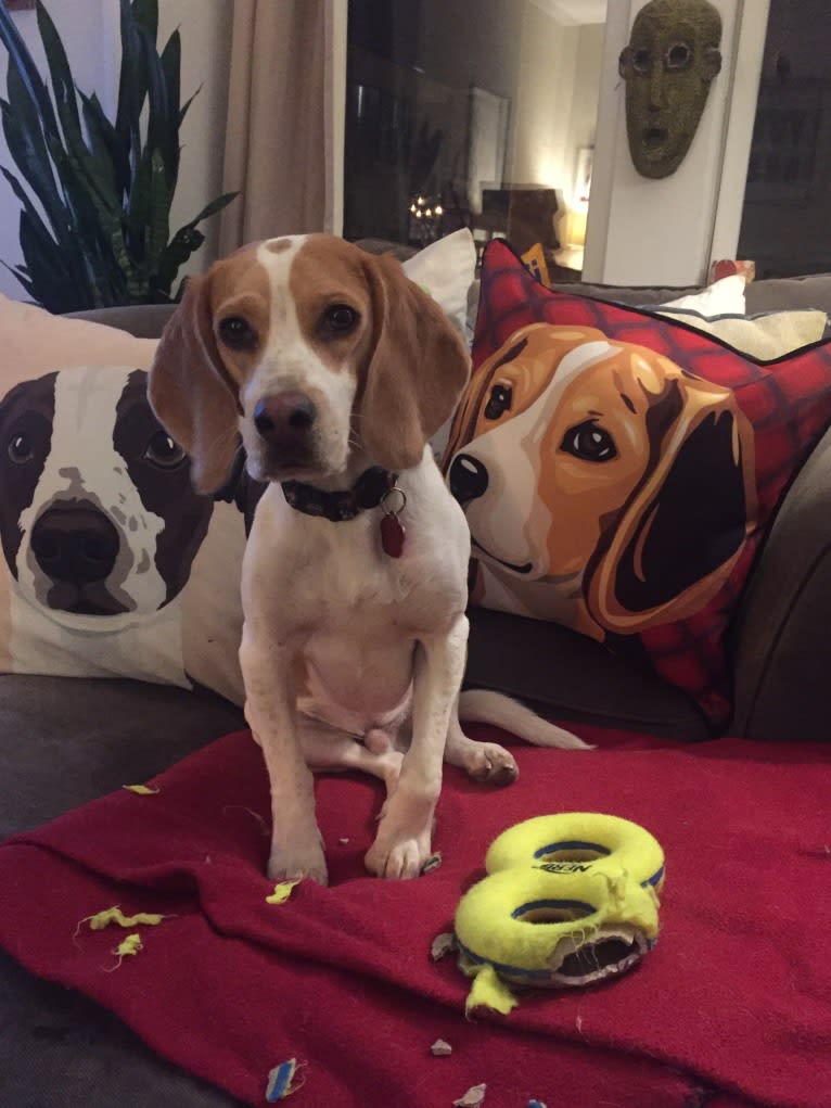 Spencer, a Beagle tested with EmbarkVet.com