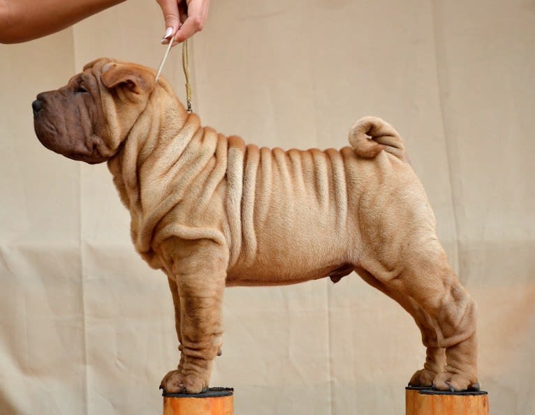 IDOL, a Chinese Shar-Pei tested with EmbarkVet.com