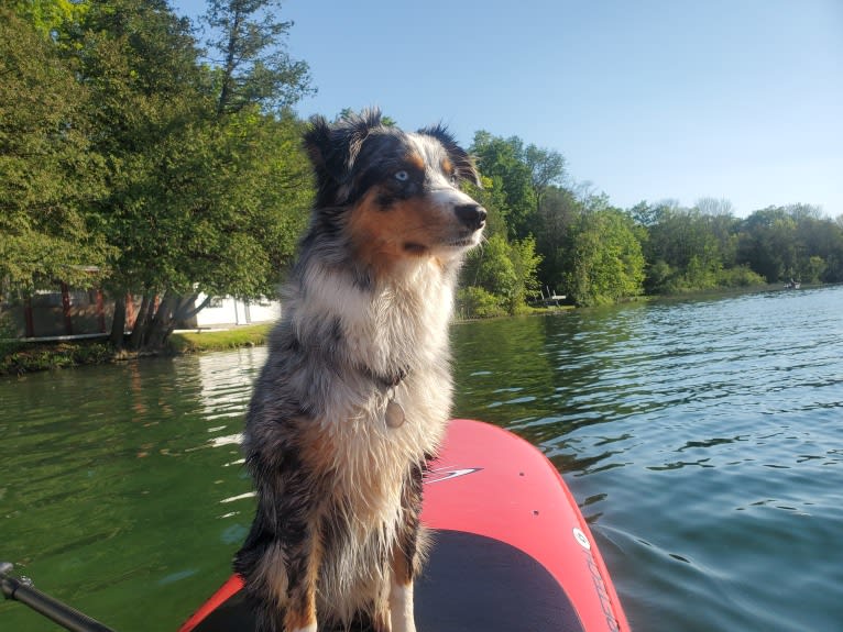 Ellie Einstein Cow Creek Aussies, an Australian Shepherd tested with EmbarkVet.com