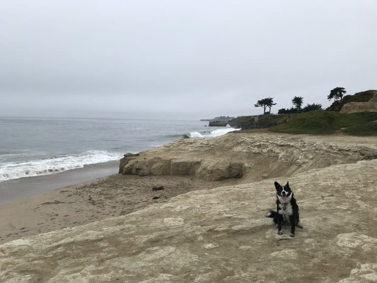 Ryder, a Siberian Husky and Australian Cattle Dog mix tested with EmbarkVet.com