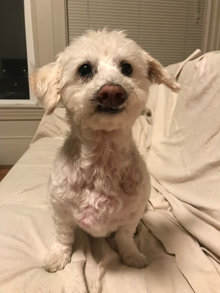 Bobby McGee, a Poodle (Small) and Cocker Spaniel mix tested with EmbarkVet.com