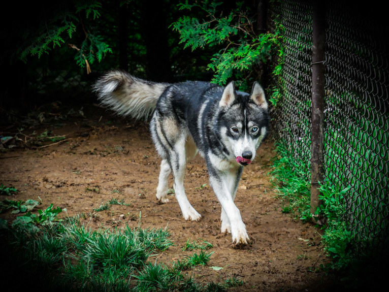 Lycan, a Siberian Husky tested with EmbarkVet.com