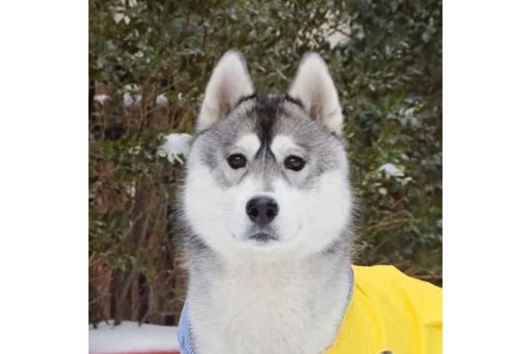 Timber, a Siberian Husky tested with EmbarkVet.com