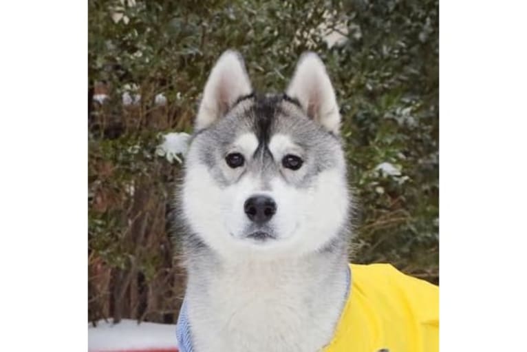 Simba, a Siberian Husky tested with EmbarkVet.com