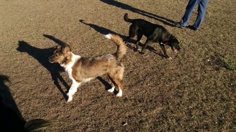 Kyla, a Labrador Retriever and Border Collie mix tested with EmbarkVet.com