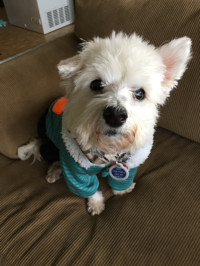 Theo, a Maltese tested with EmbarkVet.com