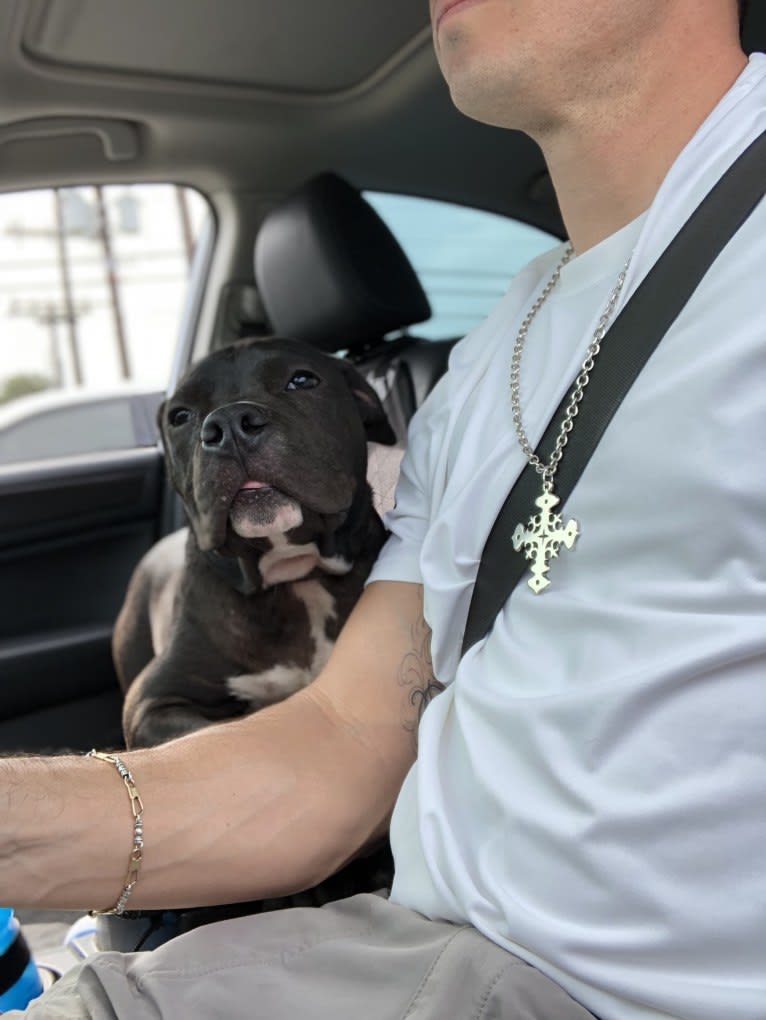 KOBA, an American Bully tested with EmbarkVet.com