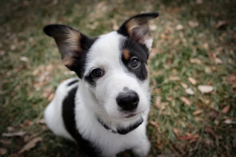 Jax, an Australian Cattle Dog and German Shepherd Dog mix tested with EmbarkVet.com