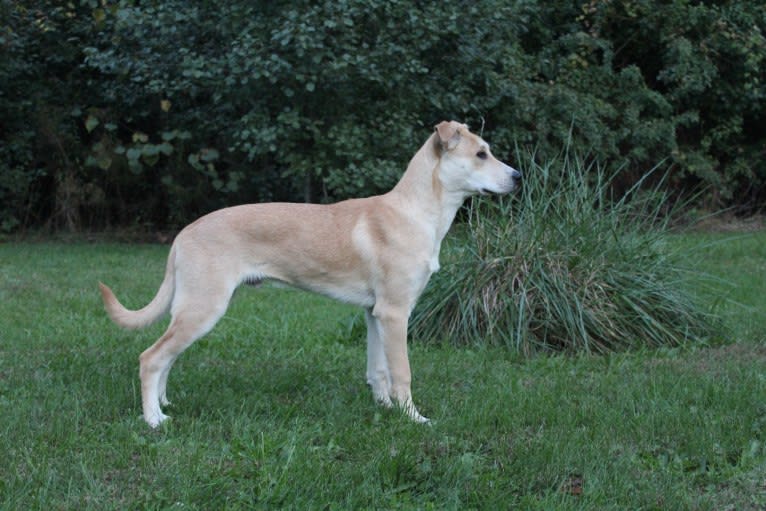 Loomy, a Carolina Dog tested with EmbarkVet.com