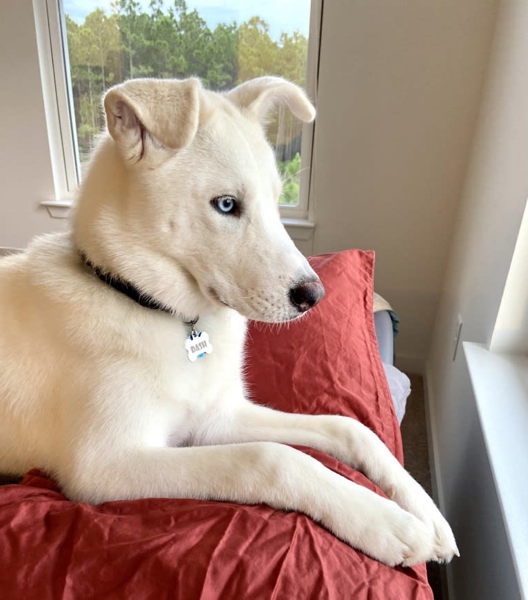 Dash, a Gerberian Shepsky (12.7% unresolved) tested with EmbarkVet.com