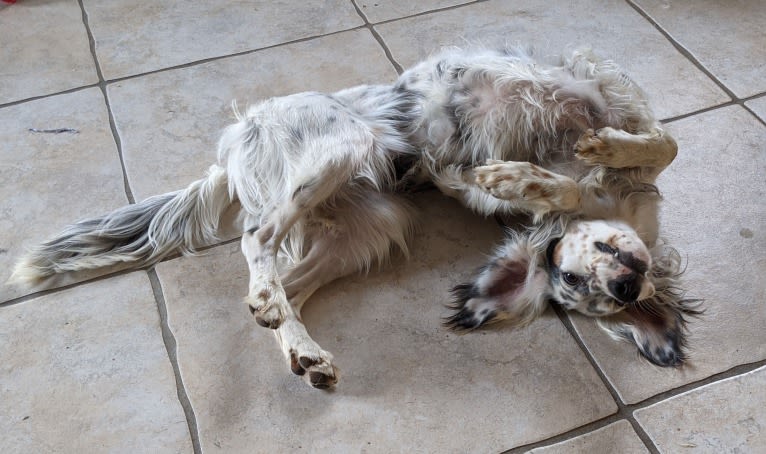Molly, an English Setter tested with EmbarkVet.com