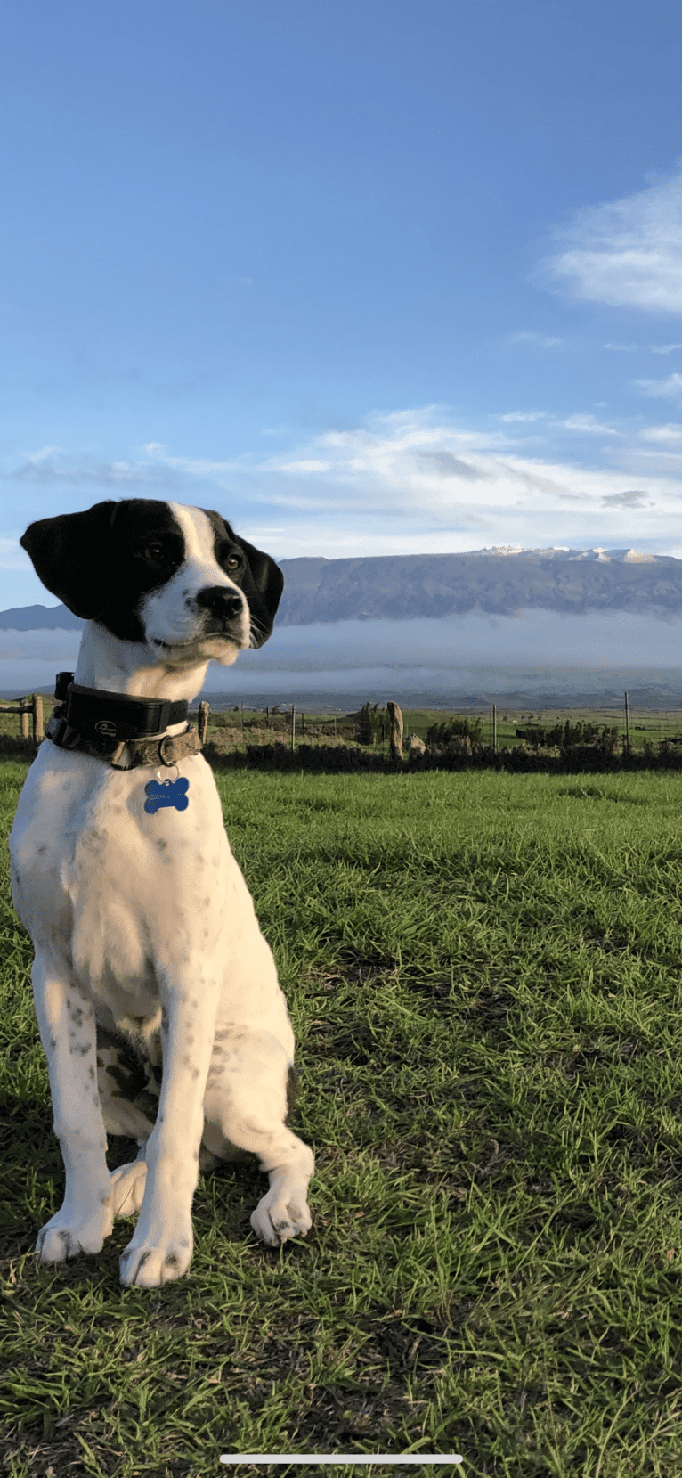 El Guapo, a Brittany and Catahoula Leopard Dog mix tested with EmbarkVet.com