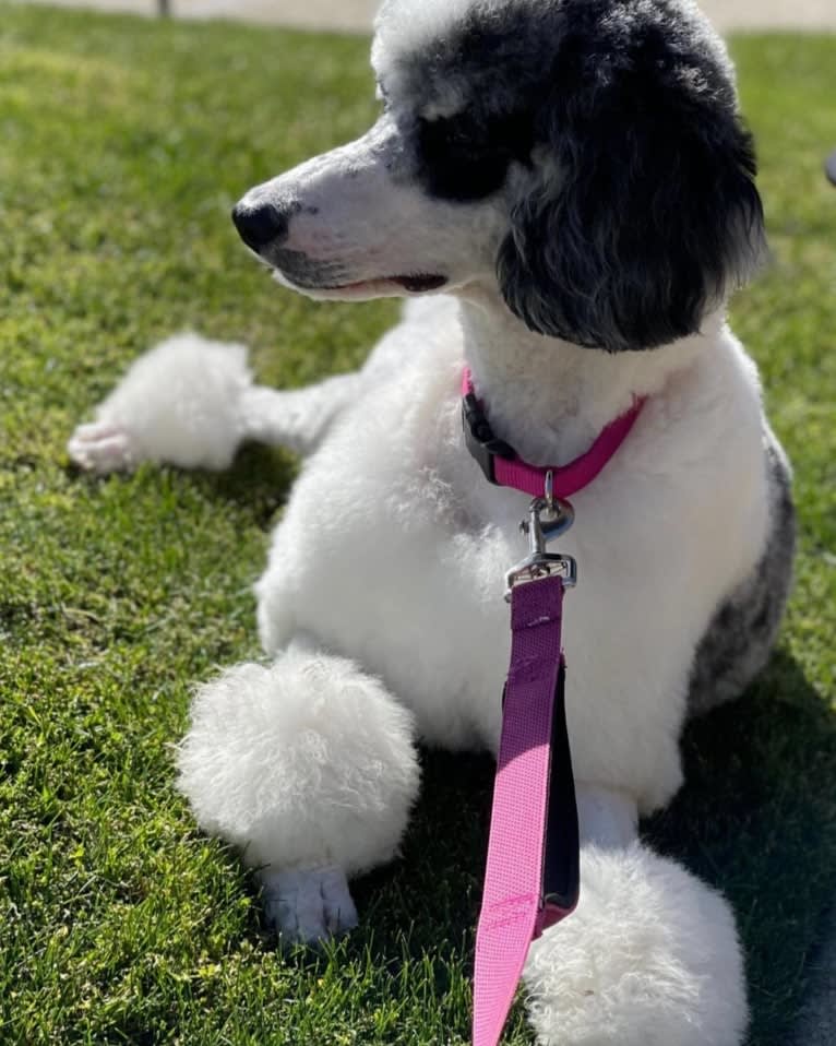 Nora, a Poodle (Standard) tested with EmbarkVet.com